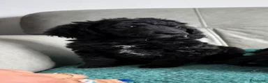 Cockapoo 3