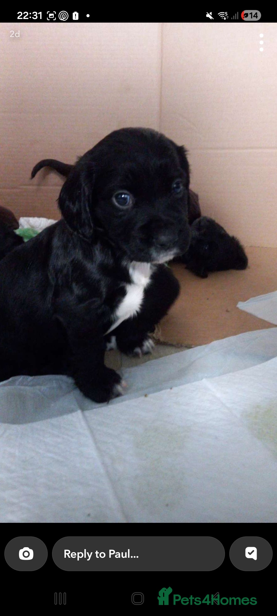 Cocker Spaniel dogs for sale: Cocker spaniels ready 21st December.  - Advert 4