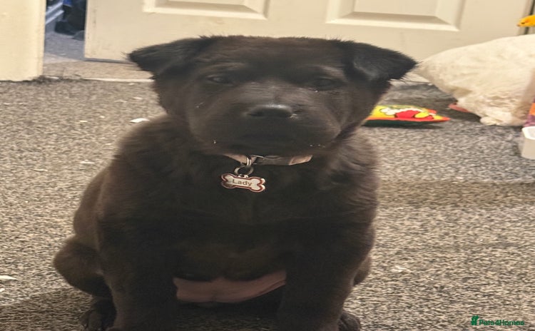 Mixed Breed dogs - Advert 1