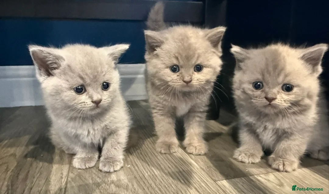 British Shorthair cats for stud: 🐻 BEAR 🐻 BRITISH SHORTHAIR FOR STUD PROVEN GCCF - Advert 13