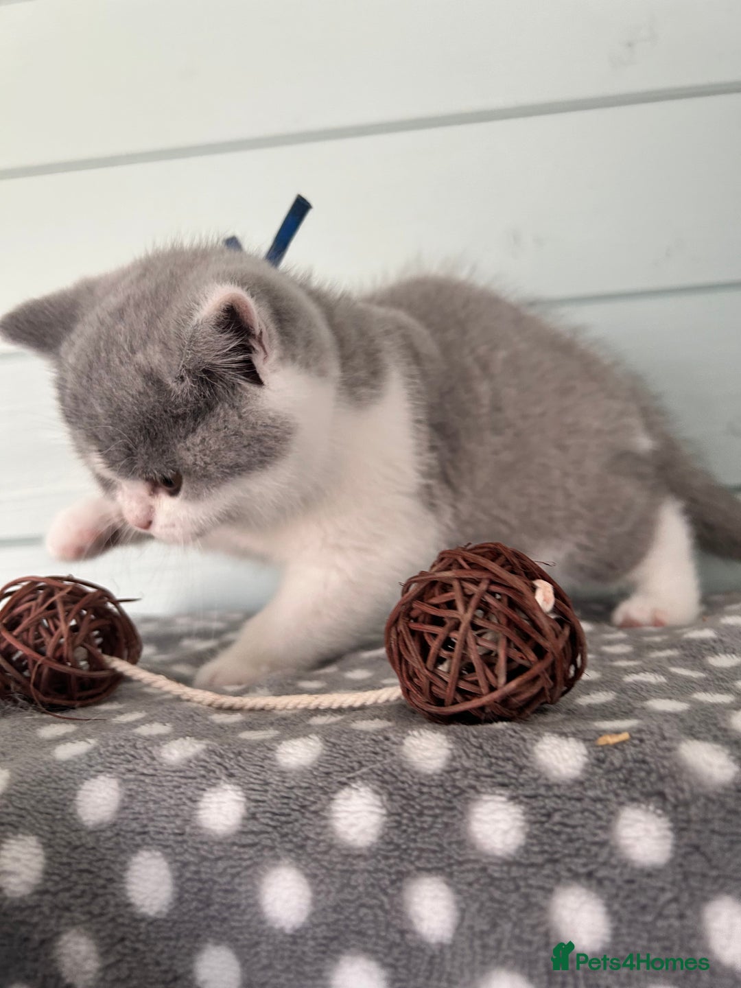 British Shorthair cats for sale: Blue bio-colour girl - Image 2