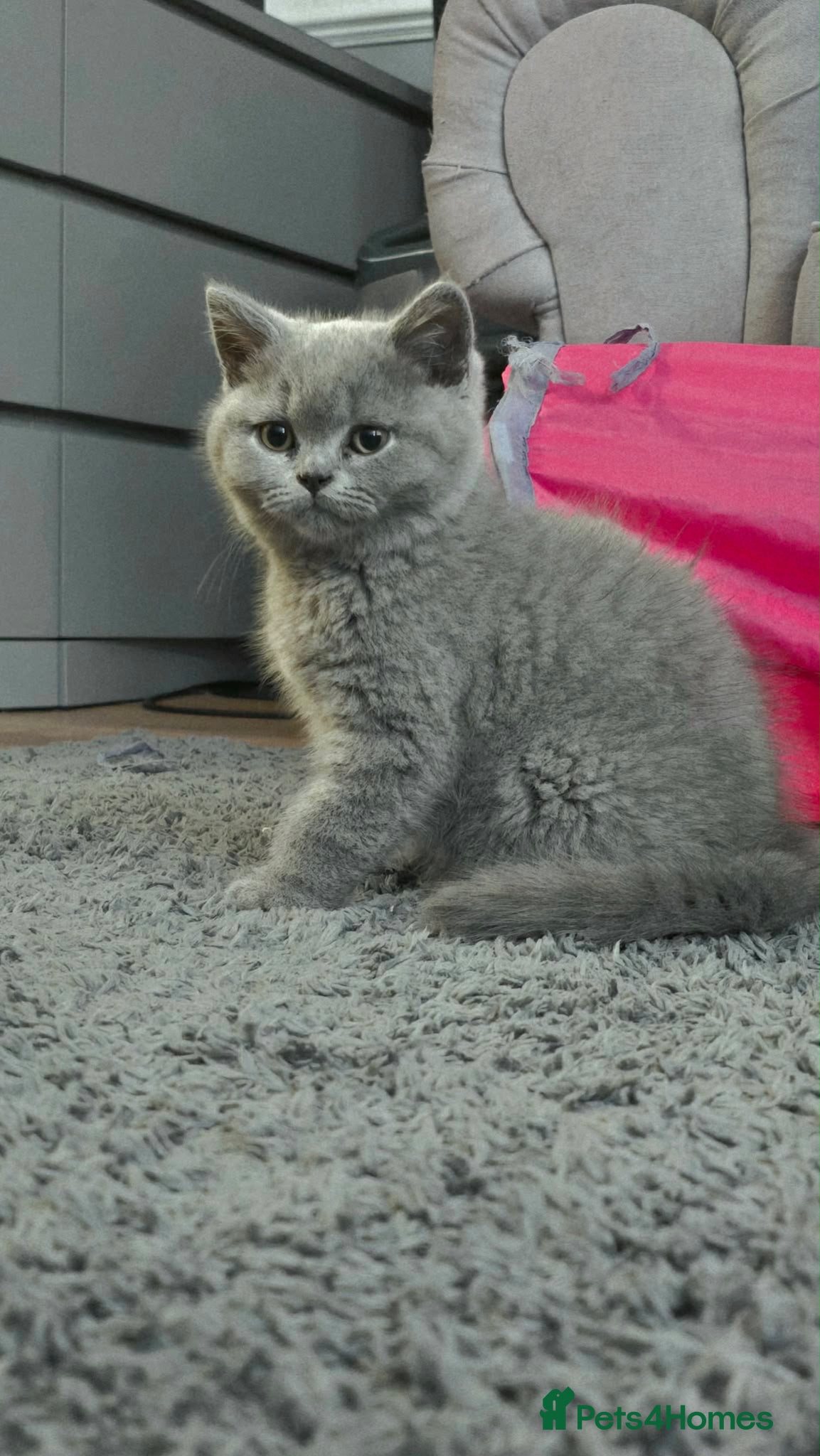 British Shorthair cats for sale: British shorthair beautiful male - Advert 1