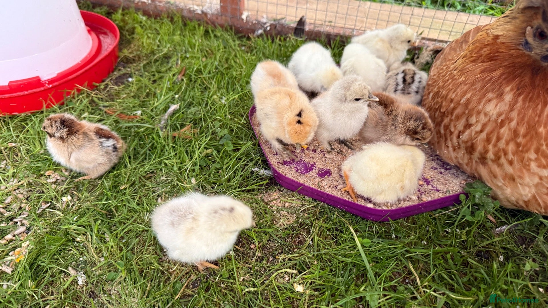 Chickens poultry 11 GORGEOUS 2 DAY OLD SILKIE CHICKS AVAILABLE  - Advert 2