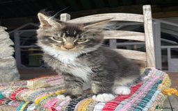 Maine Coon cats for sale: Full pedigree MaineCoon kittens  - Image 11