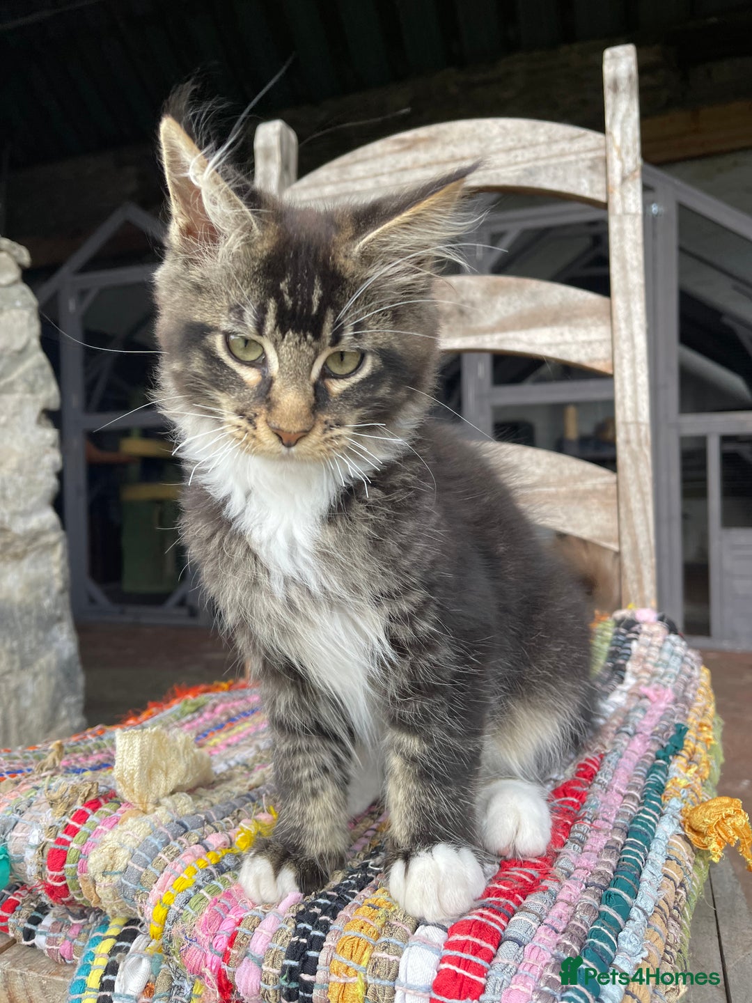 Maine Coon cats for sale: Full pedigree MaineCoon kittens  - Image 11