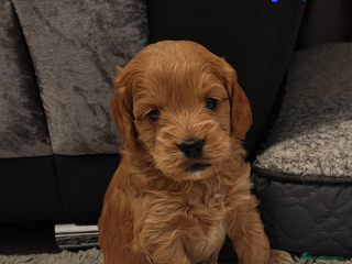 Cockapoo dogs Beautiful cockapoos puppies - Advert 4