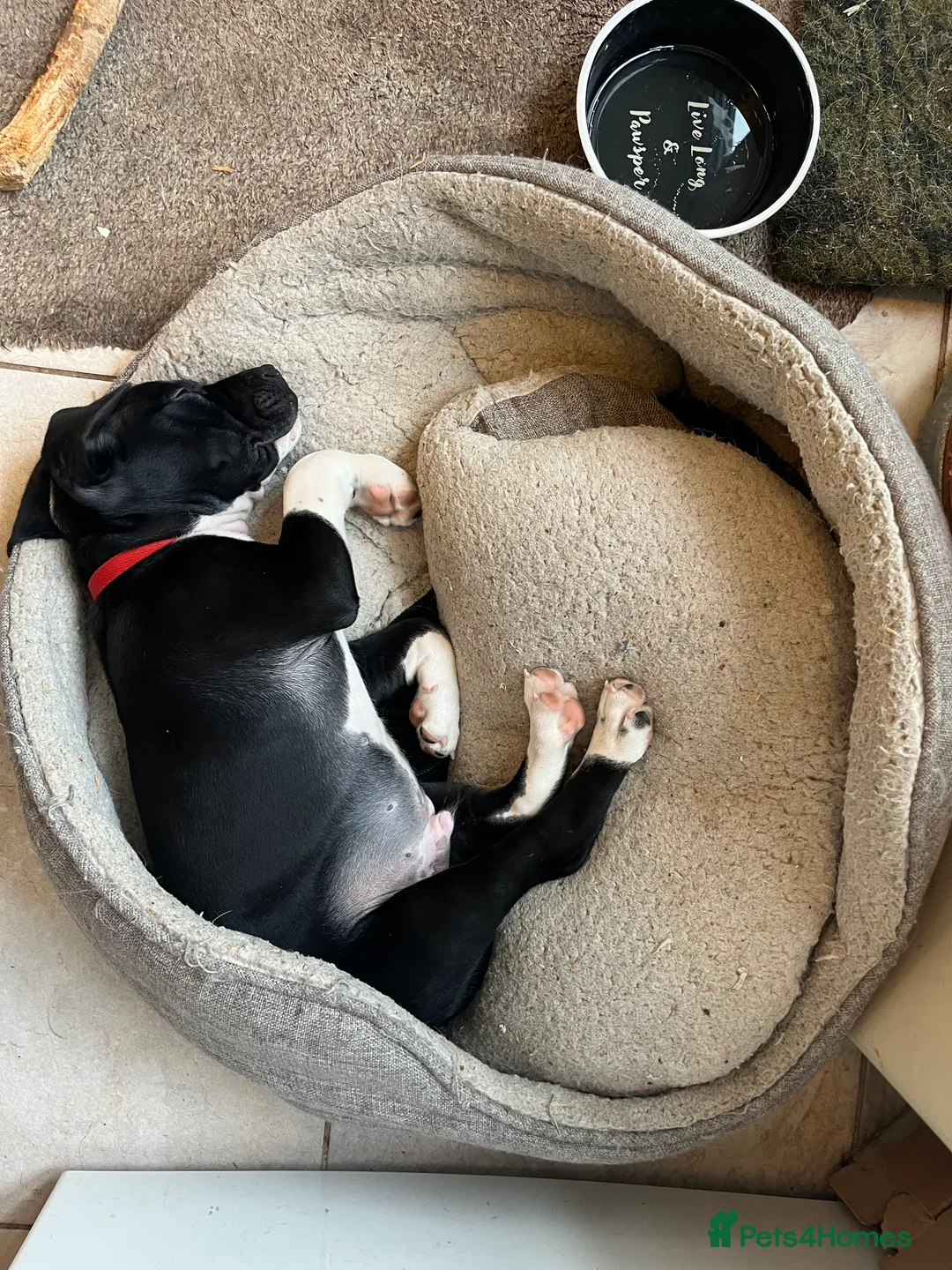 Mixed Breed dogs for sale: 🐾Sweet-natured Spaniel x Bulldog male puppy🐾 in London - Advert 7