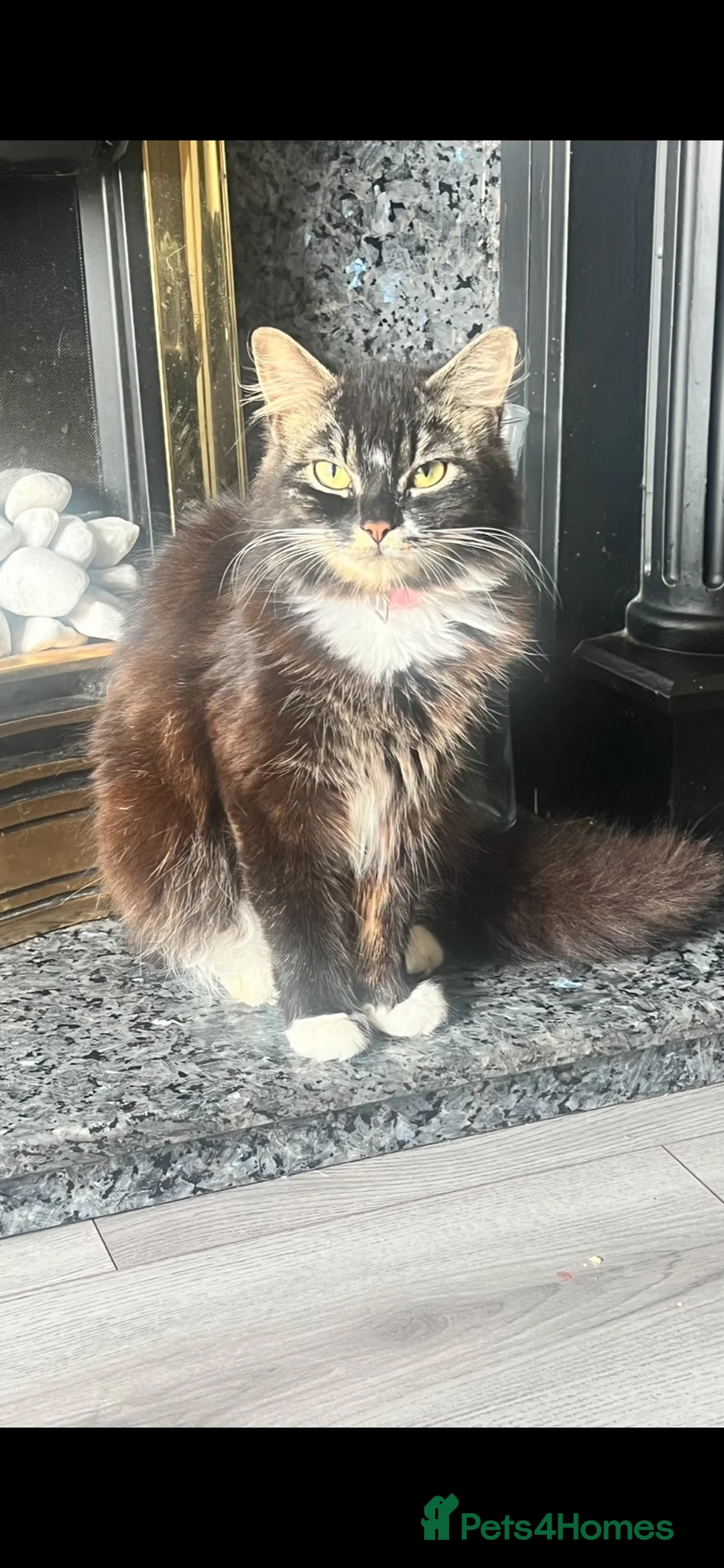 Mixed Breed cats for sale: 3 stunning kittens looking for their loving home  - Advert 1