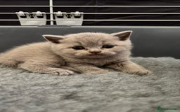 British Shorthair cats for sale: British Shorthair kittens - Image 2