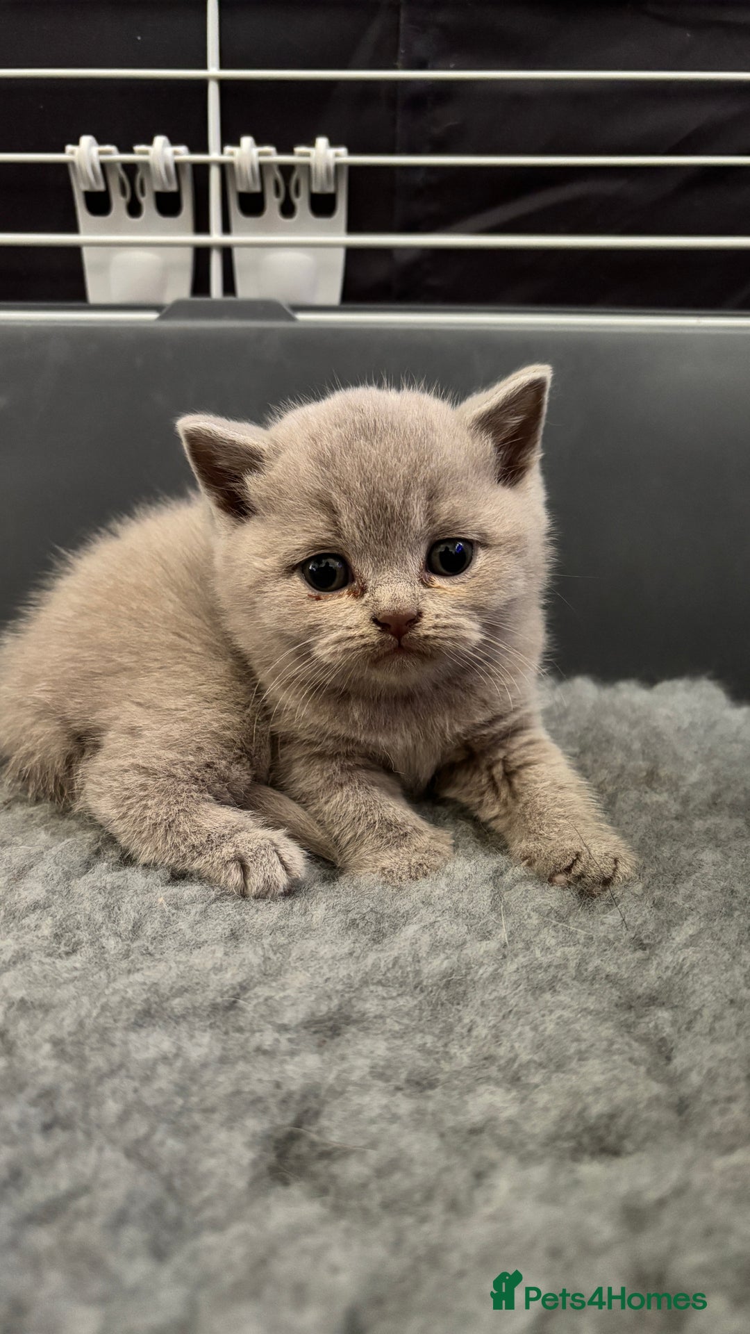 British Shorthair cats for sale: British Shorthair kittens - Image 2