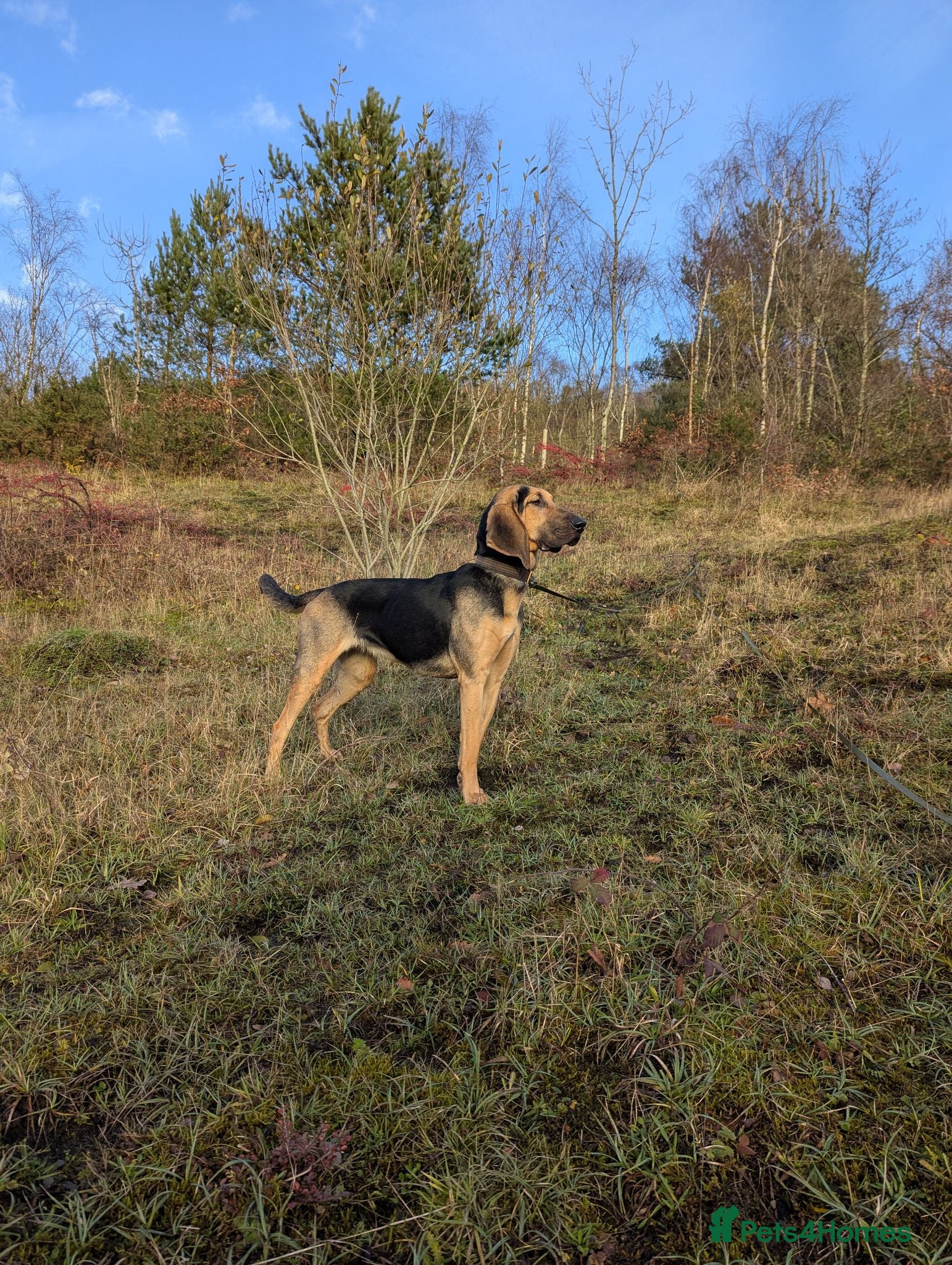 Bloodhound dogs Loving Bloodhound looking for an active home - Advert 1