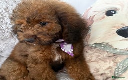 Cockapoo dogs for sale: 6 Beautiful, f1b fully DNA &HEATH CLEAR PARENTS.  - Image 5
