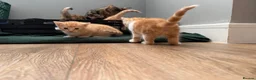 Mixed Breed cats for sale: Two Ginger Male Kittens  in Bicester - Advert 14