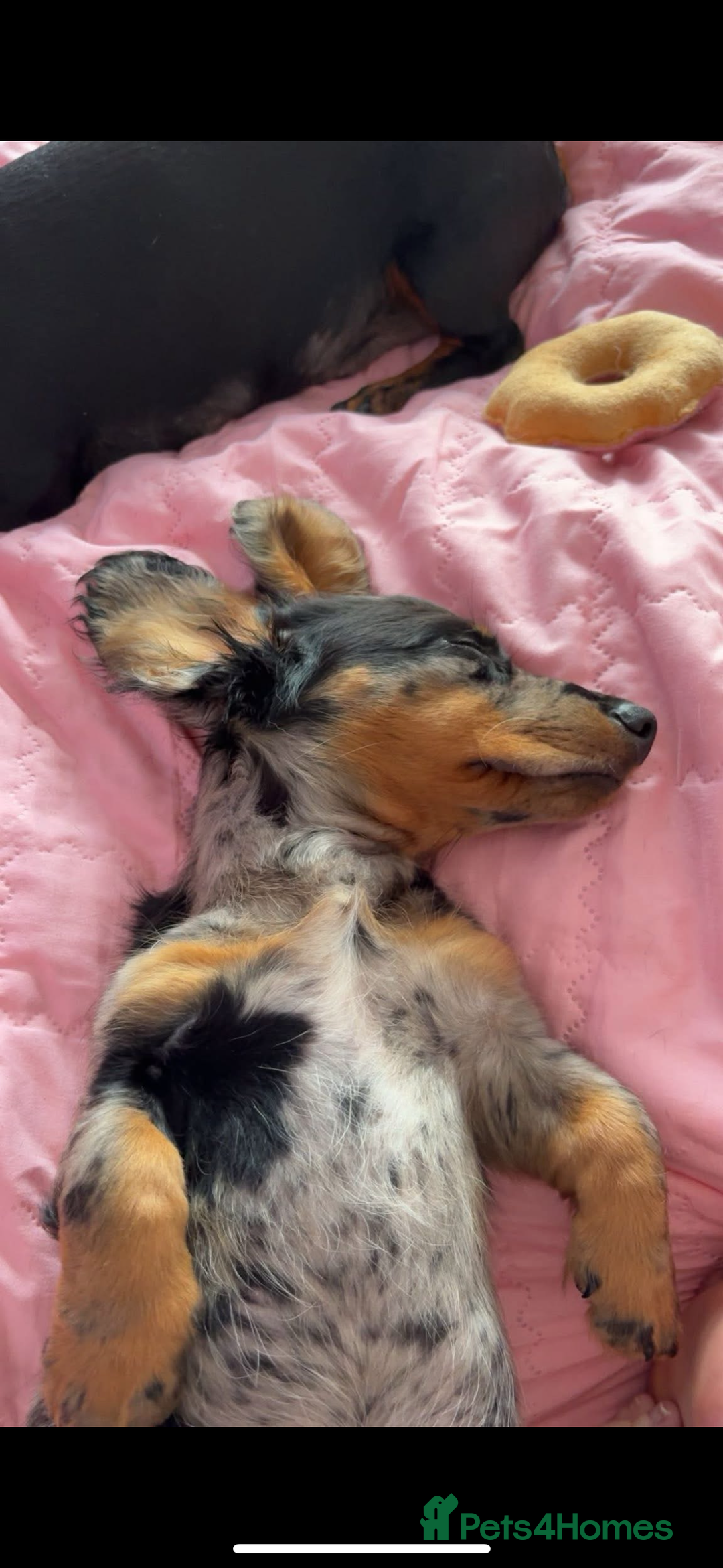 Miniature Dachshund dogs for sale: Beautiful silver dapple long haired girl - Image 4