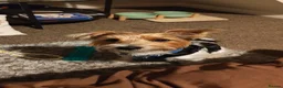 Yorkshire Terrier dogs for adoption: 🐾🍪COOKIE – a Charming Little Y.T. Gentleman 🍪🐾 - Advert 22