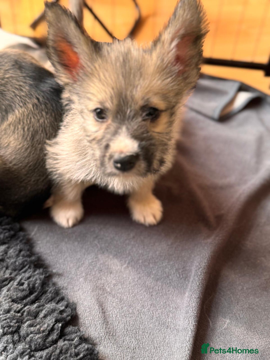 Mixed Breed dogs for sale: Siberian Husky X Staff/Lhasa Apso. Only 2 left!!  - Image 5