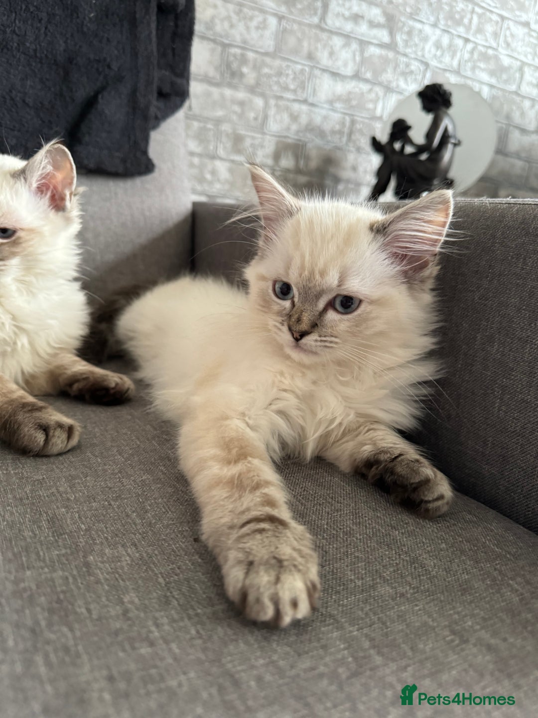 Ragdoll cats for sale: Stunning Ragdoll babies READY NOW! - Advert 11