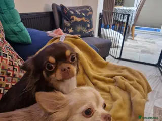 Chihuahua dogs KC REGISTERED FULL BREED CHIHUAHUA - Advert 6