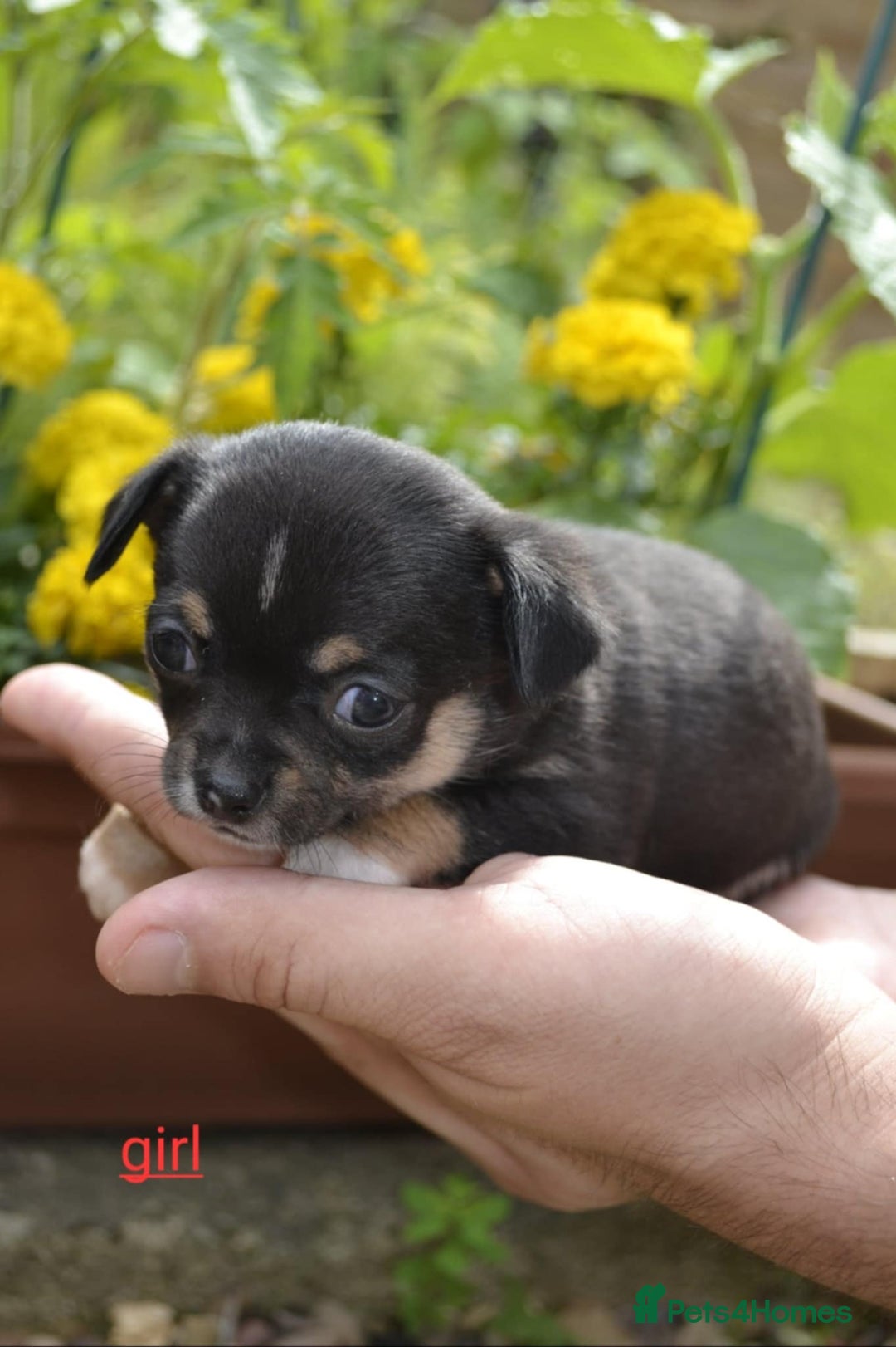 Chihuahua dogs for sale: 3 very beautiful puppy's  - Image 8