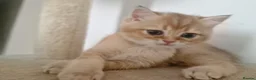 British Shorthair cats for sale: GCCF BY12 Golden British Shorthair Kittens - Advert 11