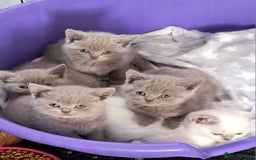 British Shorthair cats for sale: Adorable British short-hair kittens - Image 3