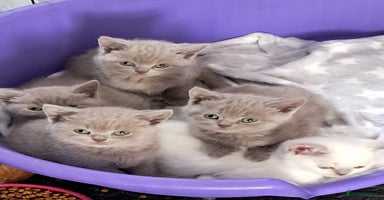 British Shorthair cats - Advert 13