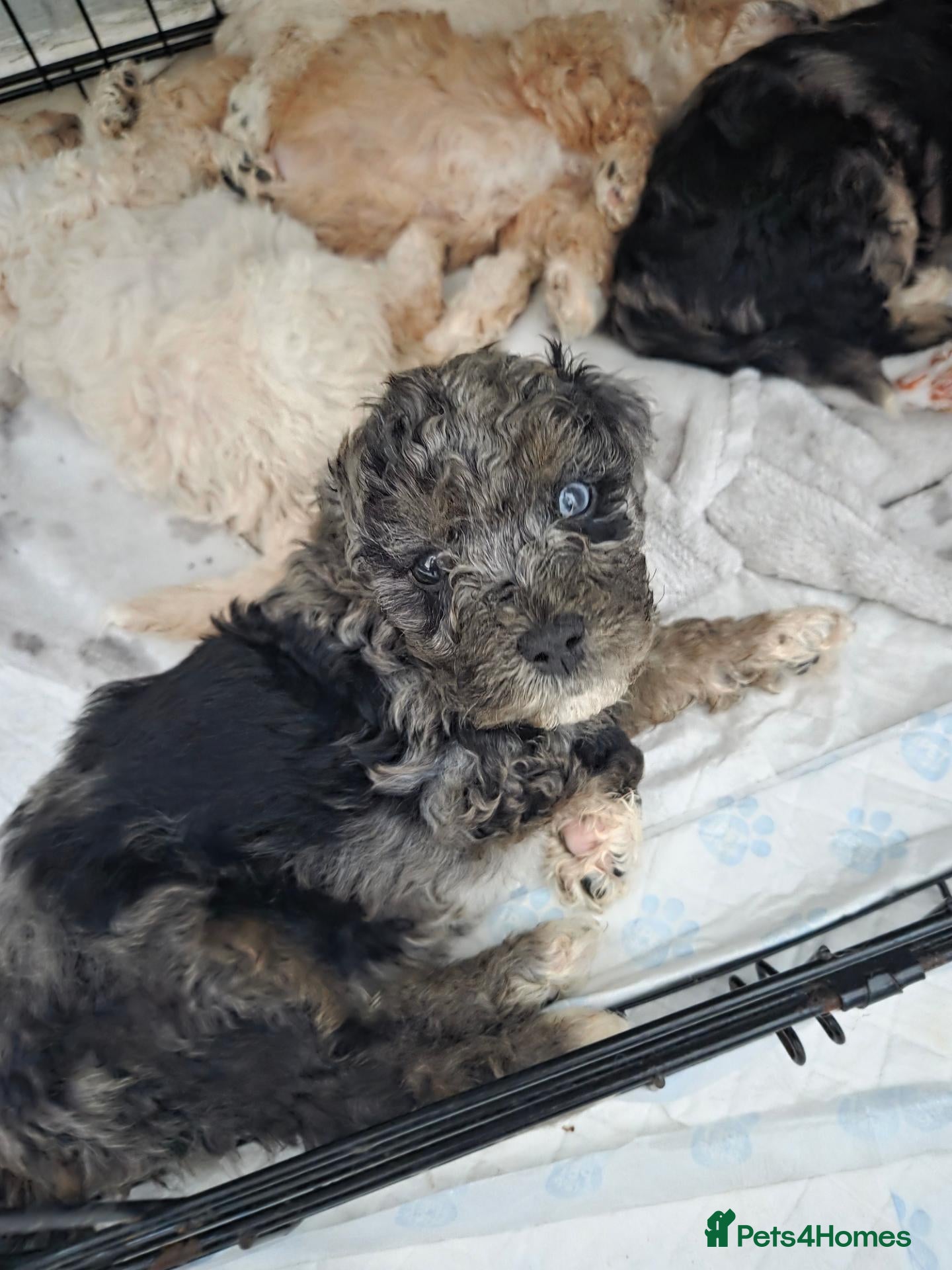 Mixed Breed dogs Beautiful cavachon x cockapoo puppies for sale - Advert 6
