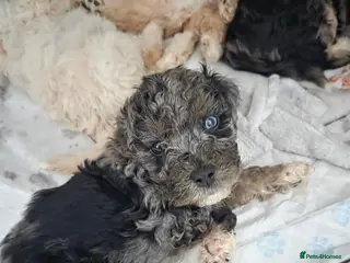 Mixed Breed dogs Beautiful cavachon x cockapoo puppies for sale - Advert 6