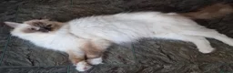 Ragdoll cats for sale: 🐾Beautiful Ragdoll Kittens – Championship Lines🐾 - Advert 9