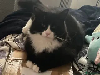 Norwegian Forest Cat cats Michu-Michu Handsome Boy - Advert 3