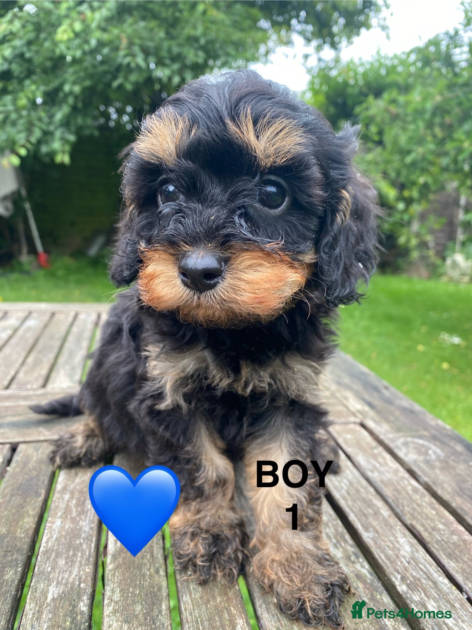 Cavapoo dogs F1 Cavapoo Puppys.Ready now. - Advert 17