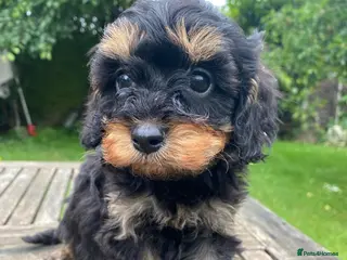 Cavapoo dogs F1 Cavapoo Puppys.Ready now. - Advert 11