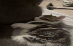 Siberian cats for sale: 1 female kitten  - Image 2