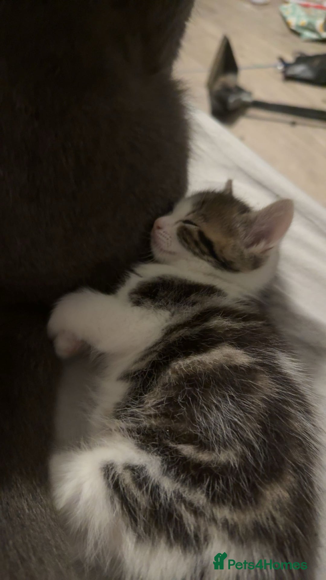 Siberian cats for sale: 1 female kitten  - Image 2