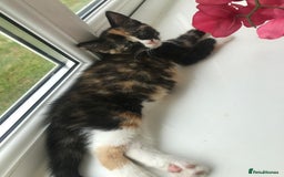 Egyptian Mau cats for sale: Adorable Calico Kitten Seeking Forever Home - Image 7