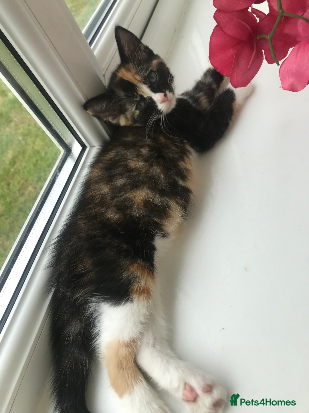 Egyptian Mau cats for sale: Adorable Calico Kitten Seeking Forever Home - Image 7