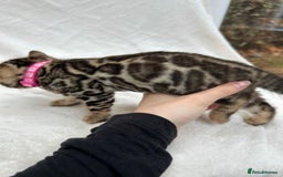 Bengal cats for sale: ❤️ GORGEOUS PURE BENGAL KITTENS ❤️ - Image 32