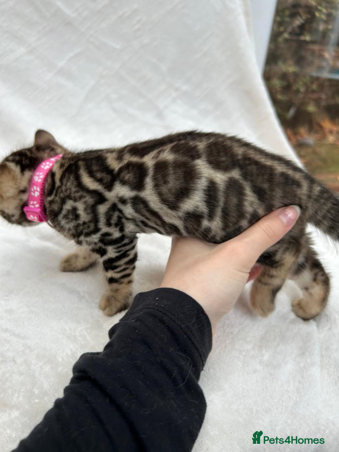 Bengal cats for sale: ❤️ GORGEOUS PURE BENGAL KITTENS ❤️ - Image 32