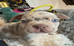 French Bulldog dogs for sale: Stunning Newshade French Bulldog Puppies - Image 27