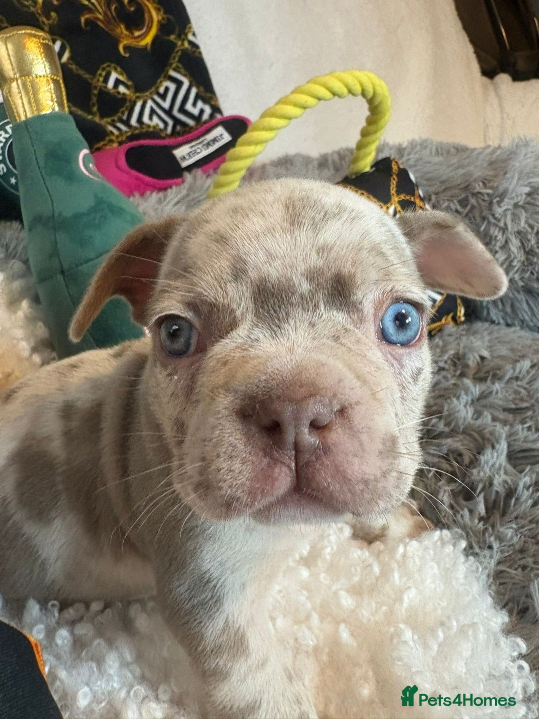 French Bulldog dogs for sale: Stunning Newshade French Bulldog Puppies - Image 27