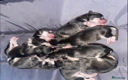 Saluki dogs for sale: KC registered saluki puppies (American bloodlines) - Image 5