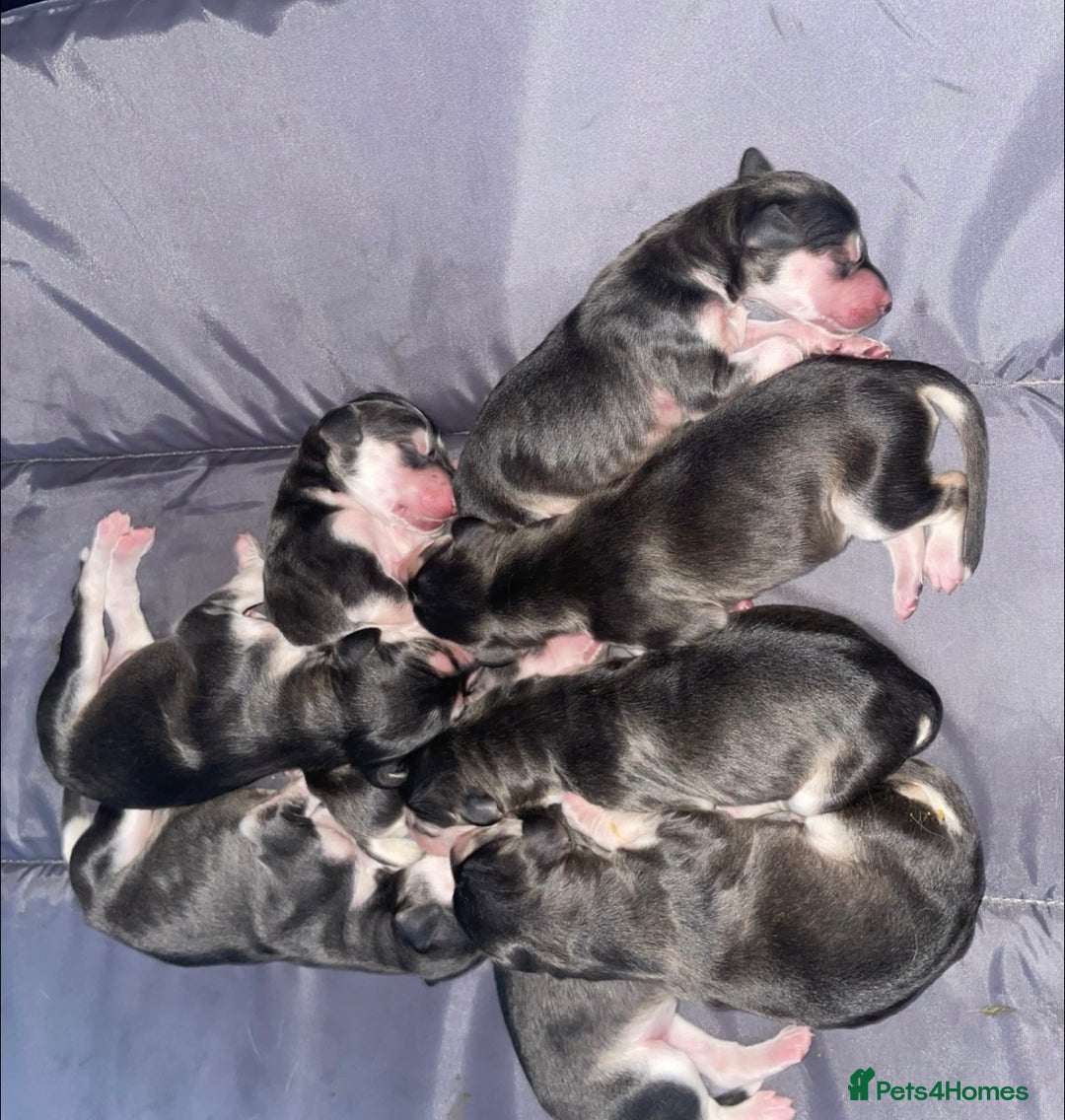 Saluki dogs for sale: KC registered saluki puppies (American bloodlines) - Image 5