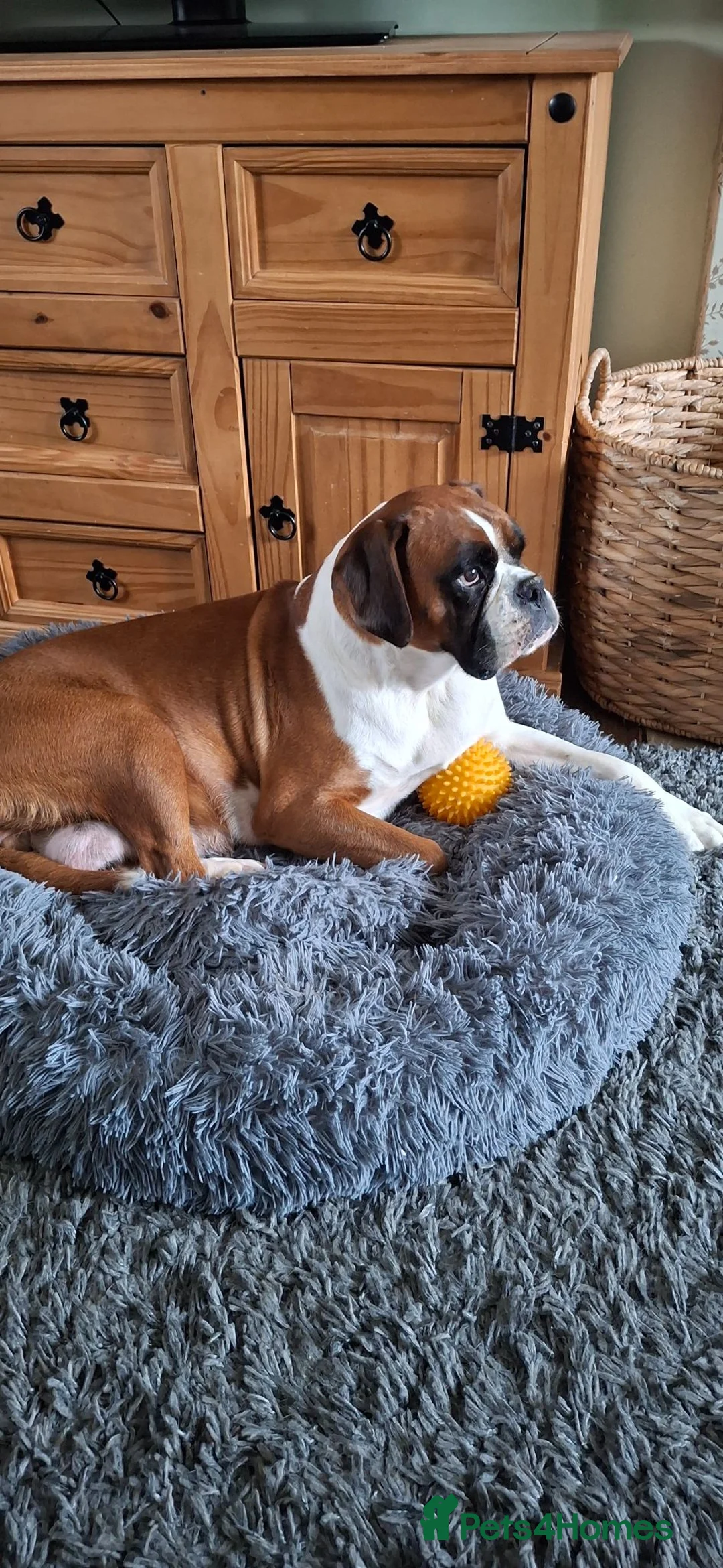 Boxer dogs for sale: Kc reg boxer puppies forsale - Advert 1