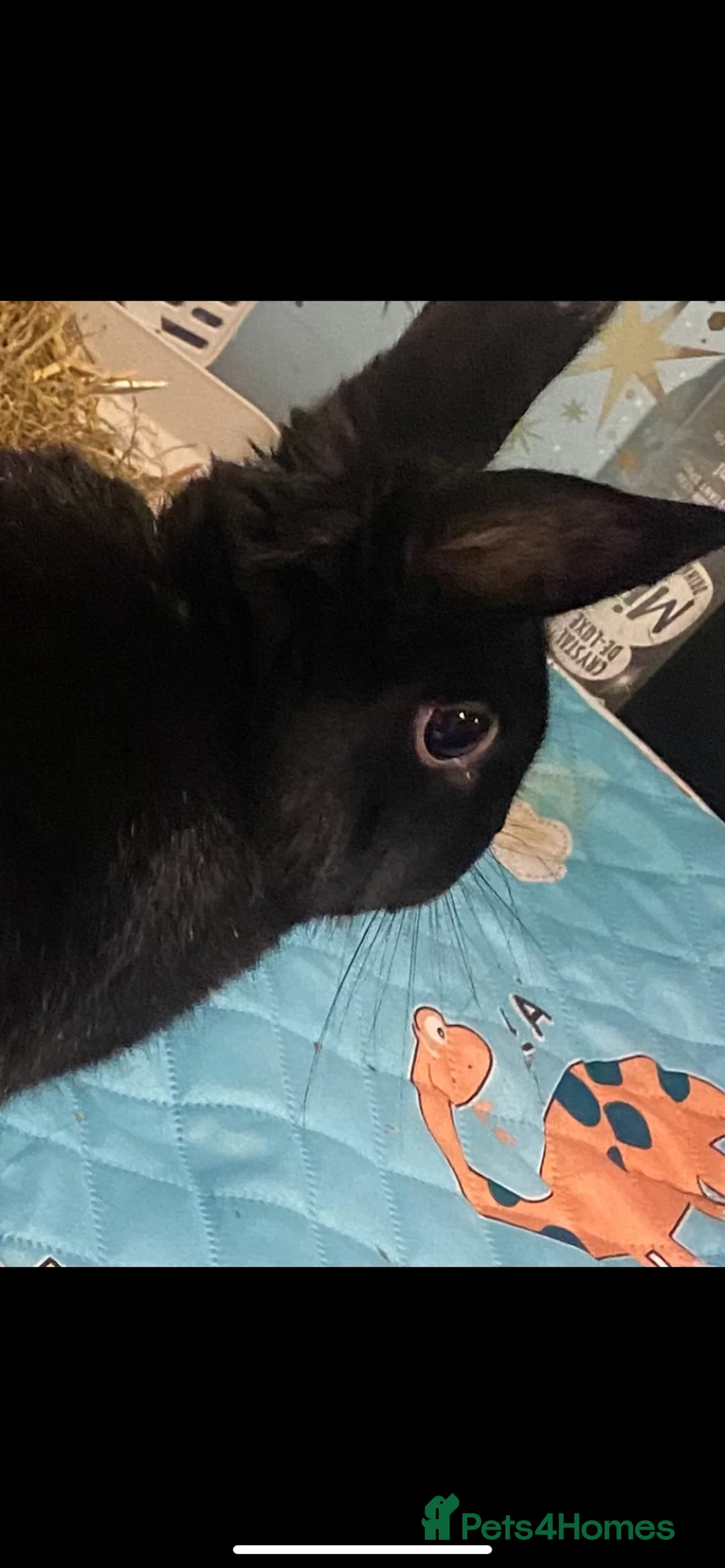 Mixed Breed rabbits for sale: 2 Male Rabbits for sale! - Advert 3