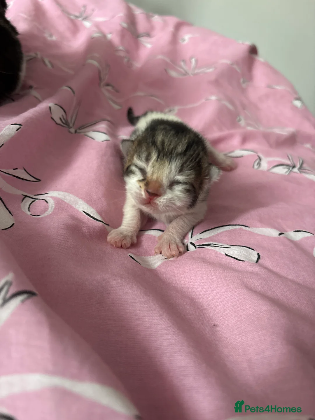 Mixed Breed cats for sale: 6 kittens looking for a forever home  - Advert 2