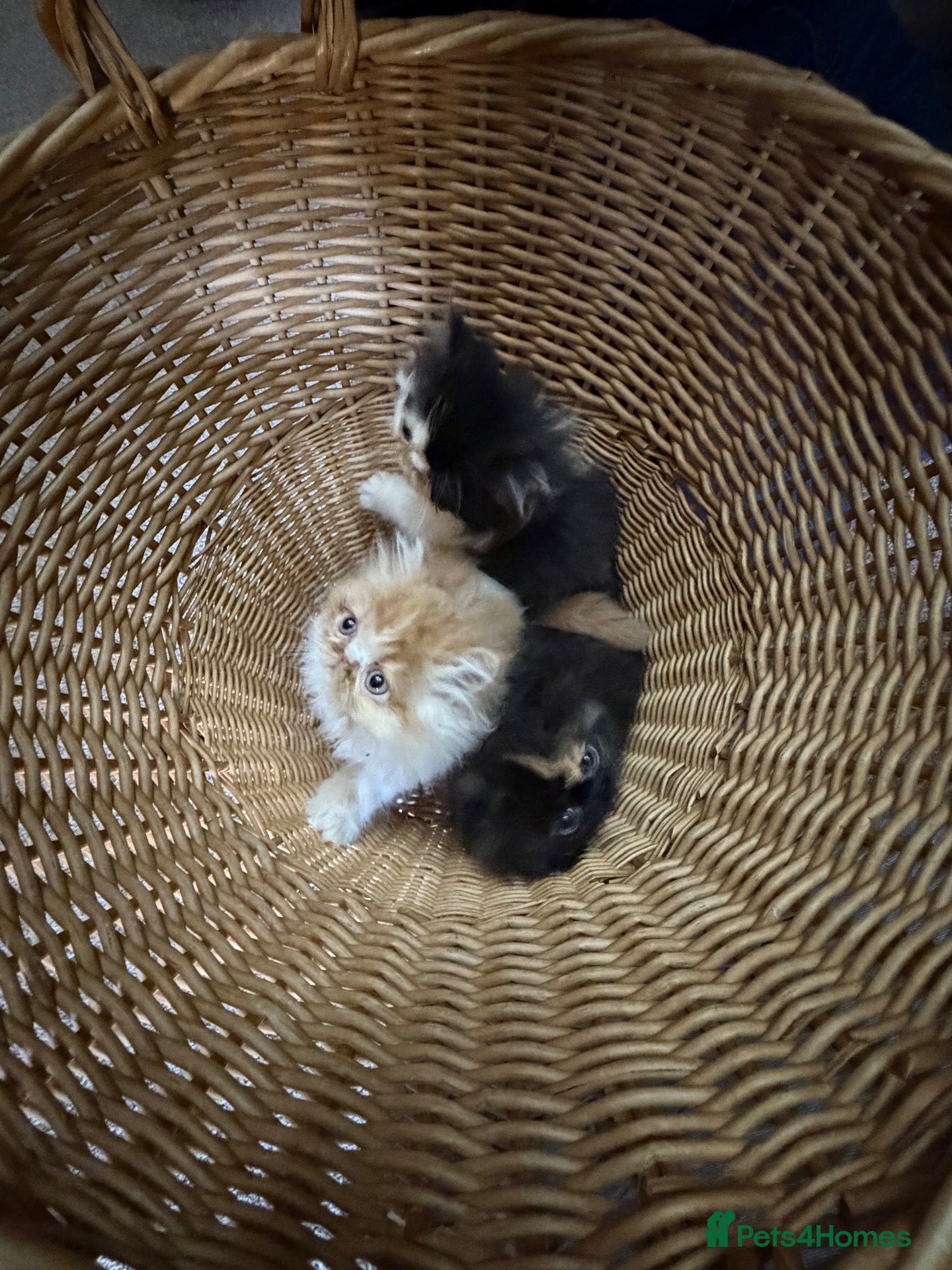 Persian cats Beautiful Pedigree Persian Kittens ready NOW - Advert 2
