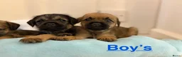 Border Terrier dogs for sale: Kc registered border terrier puppies - Advert 3