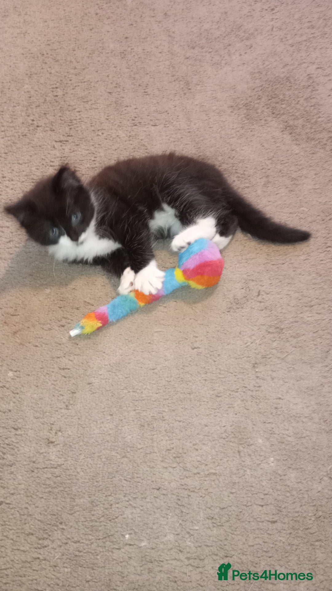 Mixed Breed cats for sale: Fluffy lovely kitten looking for home - Image 6