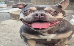 French Bulldog dogs for sale: 3 year old French female  - Image 1