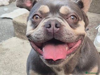 French Bulldog dogs - Advert 30